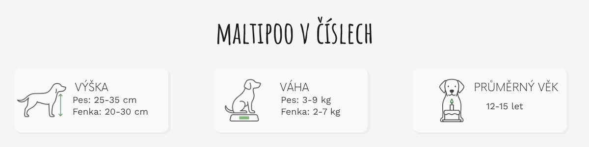 Maltipoo – základní informace o plemeni